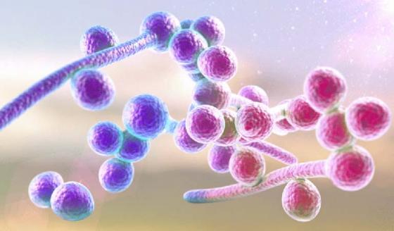 nam-candida-am-dao-1.jpg